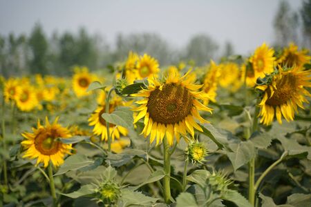 Portrait of a sunflower in the field....の写真素材