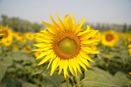 Portrait of a sunflower in the field....の写真素材