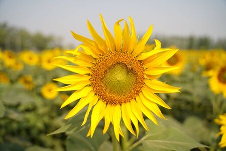 Portrait of a sunflower in the field....の写真素材