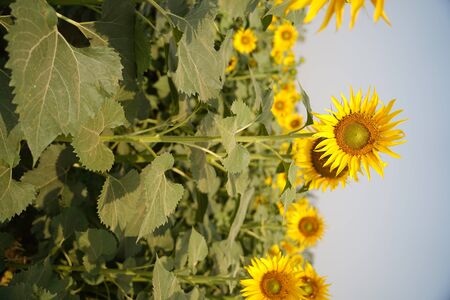 Portrait of a sunflower in the field....の写真素材