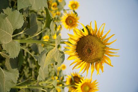 Portrait of a sunflower in the field....の写真素材
