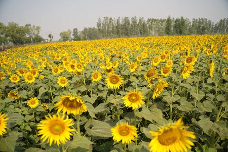 Portrait of a sunflower in the field....の写真素材