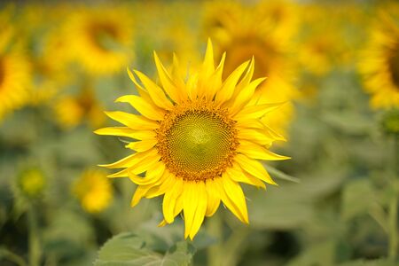 Portrait of a sunflower in the field....の写真素材