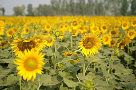 Portrait of a sunflower in the field....の写真素材
