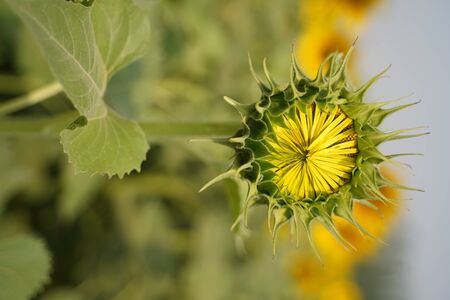 Portrait of a sunflower in the field....の写真素材
