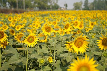 Portrait of a sunflower in the field....の写真素材