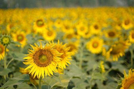 Portrait of a sunflower in the field....の写真素材
