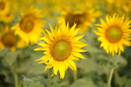 Portrait of a sunflower in the field....の写真素材