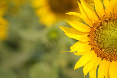 Portrait of a sunflower in the field....の写真素材