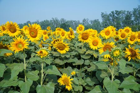 Portrait of a sunflower in the field....の写真素材