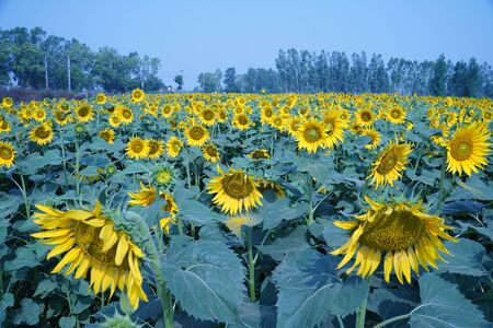 Portrait of a sunflower in the field....の写真素材