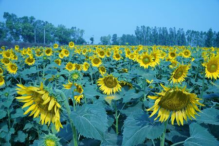 Portrait of a sunflower in the field....の写真素材