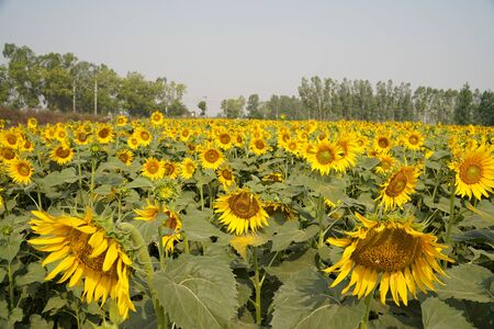 Portrait of a sunflower in the field....の写真素材