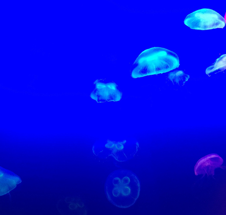 Group of light blue jellyfish swimmingの写真素材