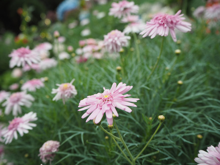 Closeup shot of pink asters  in the gardenの写真素材