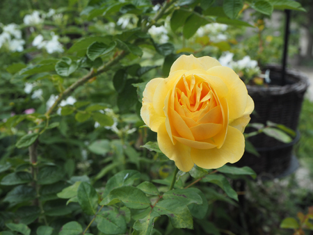 Closeup shot of yellow rose in the gardenの写真素材
