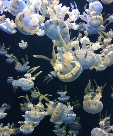 Group of White Spotted Jellyfishの写真素材