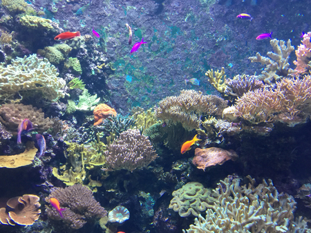 Coral Reef and Tropical fish swim around in the tankの写真素材