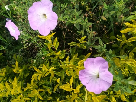 purple flowers with leavesの写真素材