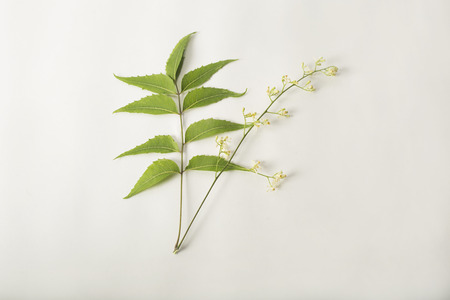Medicinal Neem leaf with Neem Flowers. Isolated on white backgroundの写真素材