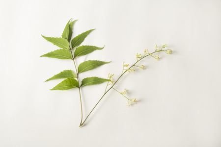 Medicinal Neem leaf with Neem Flowers. Isolated on white backgroundの写真素材