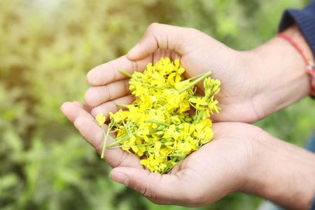 Picture of man hand is holding mustard yellow flowers.