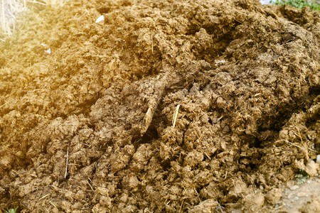 Pile of mud for crop germination.