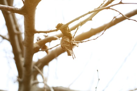 Picture of dry tree branches .