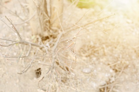 Picture of dead tree root.の写真素材