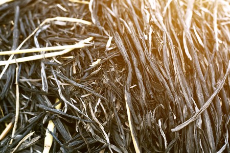 Picture of dry grass pile.の写真素材