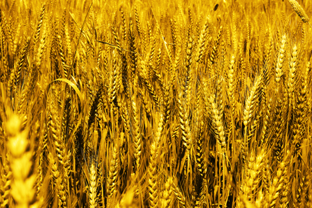 Picture of wheat fields for baisakhi.の写真素材