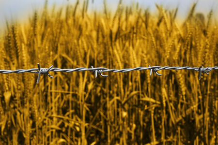 Photo of wheat fields for punjabi culture.