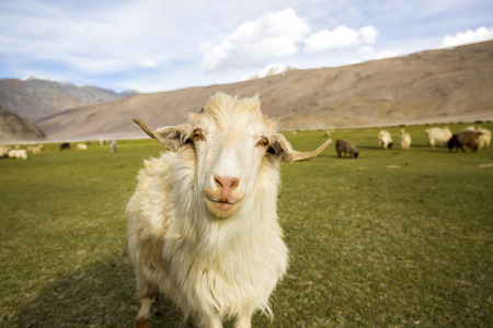 Pashmina Goat grazing - Chummatang - Ladakh Indiaの写真素材
