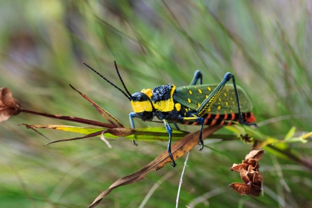 The bug on leaf is background images
