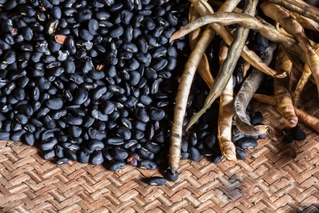 Black nut is nut of black colorの写真素材