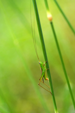grasshopper in a green field in macro mode and background fieldの写真素材