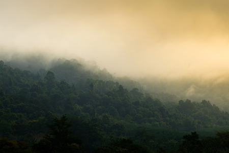 The forest in morning is fresh after fogingの写真素材