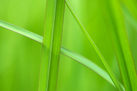 Green grass in nature is beautiful in natureの写真素材