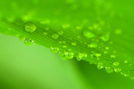 The dew on green leaf is fresh after rainingの写真素材