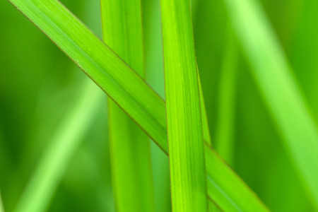 the green leaf of grass in gardenの写真素材