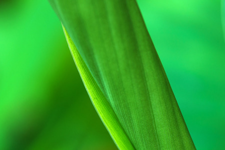 the leaf pattern create nature of textureの写真素材