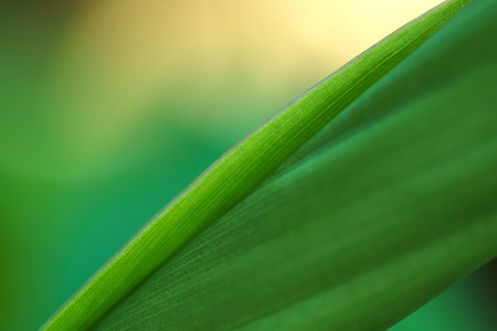 The texture of leaf pattern is beautiful in natureの写真素材
