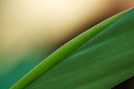 The backupground image from pattern of leafの写真素材