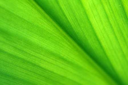 the texture of nature in background imagesの写真素材