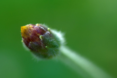 the flower blossom in garden  is backgroung modeの写真素材