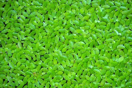 Texture from spawn over water is nature textureの写真素材