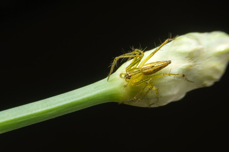 Spider on leaf  use in background image or wallpaper imageの写真素材
