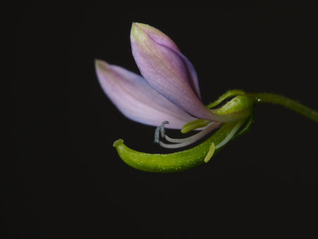 Violet flower in the darkの写真素材