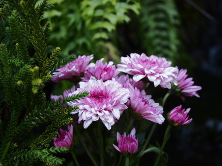 Purple flowers in th gardenの写真素材