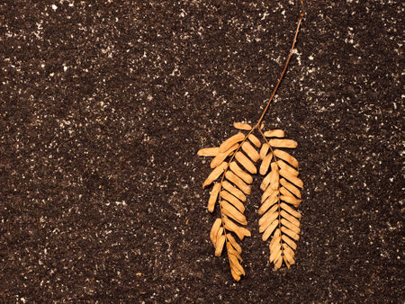Dry leaves on black sand